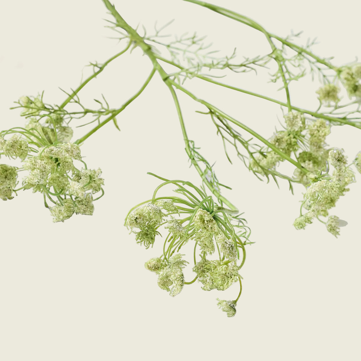 White Lace Flowers