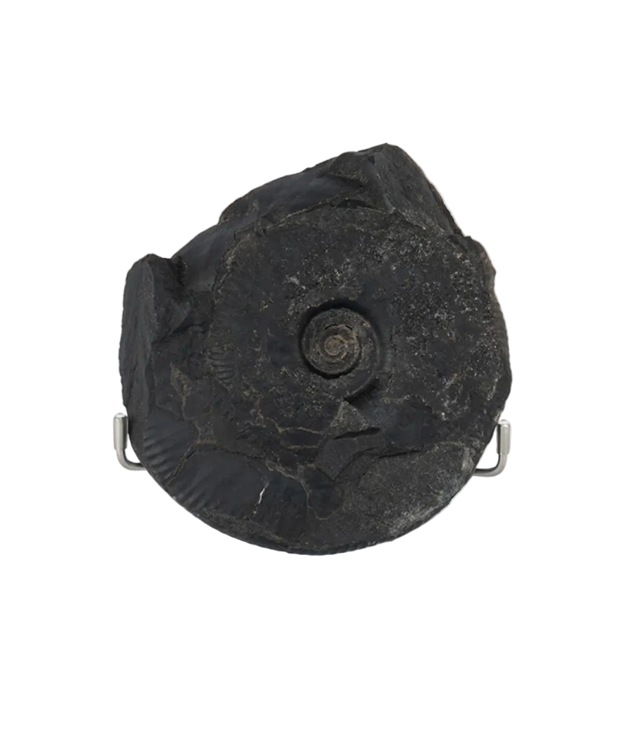 Black Ammonite