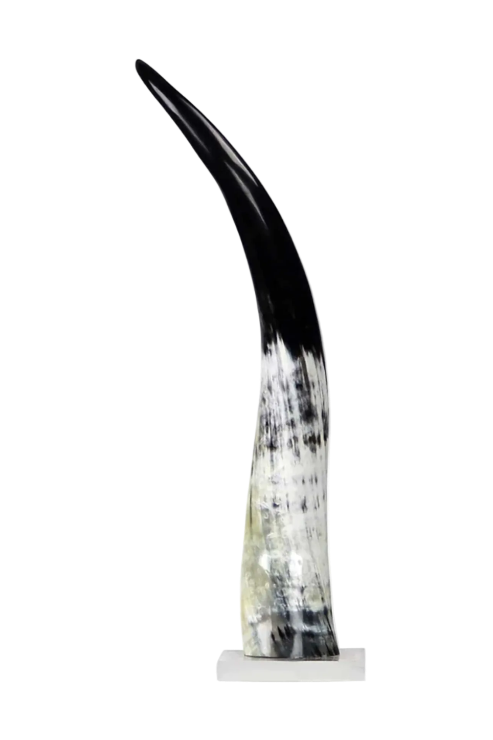 Black and White Cow Horn on Base