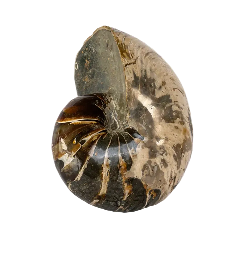 Caramel Beige Ammonite