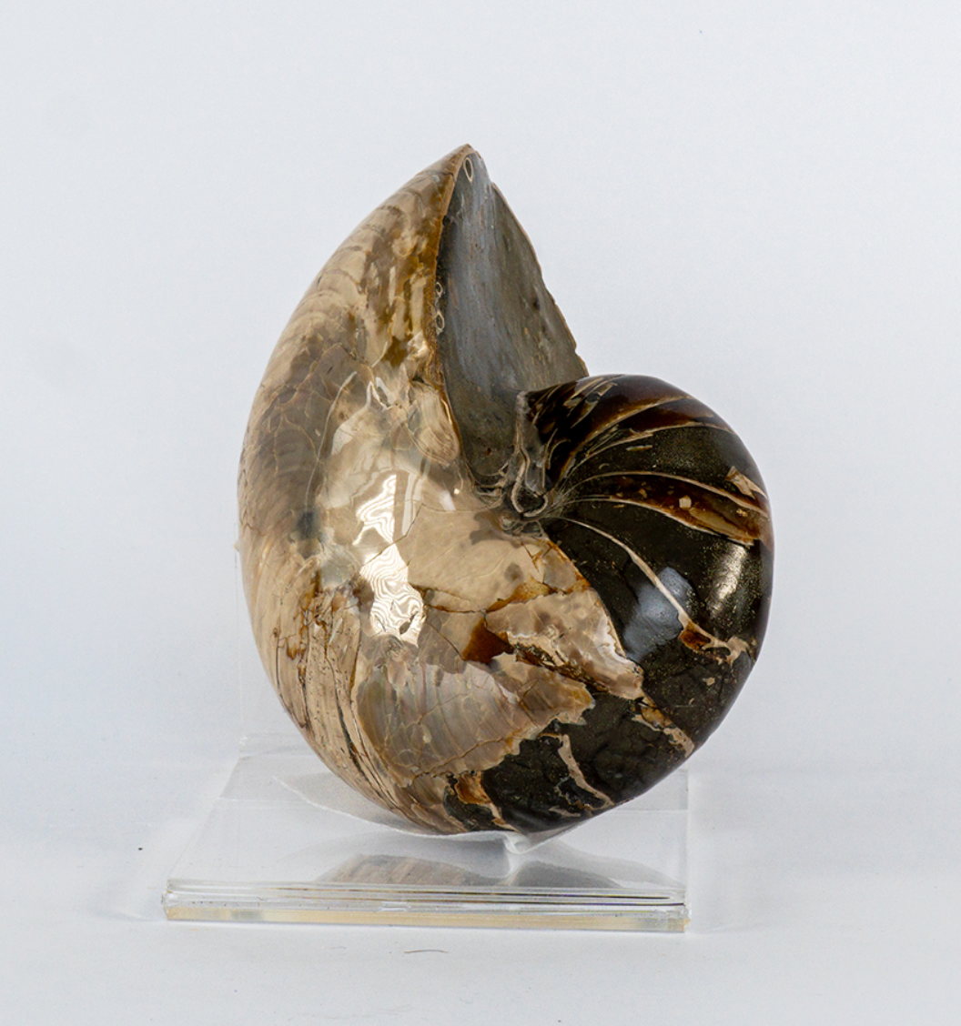 Caramel Beige Ammonite