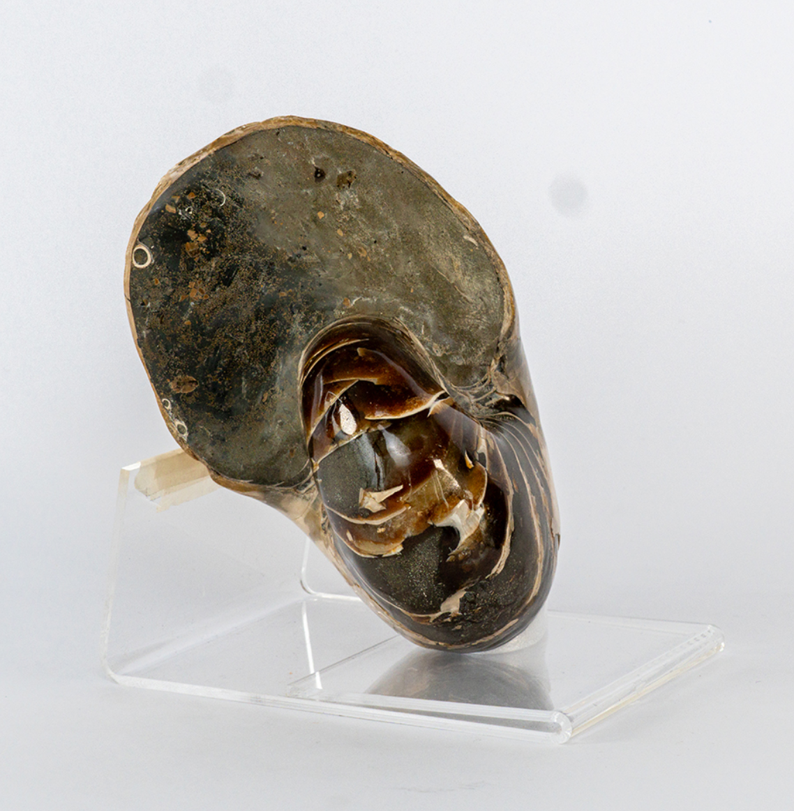 Caramel Beige Ammonite