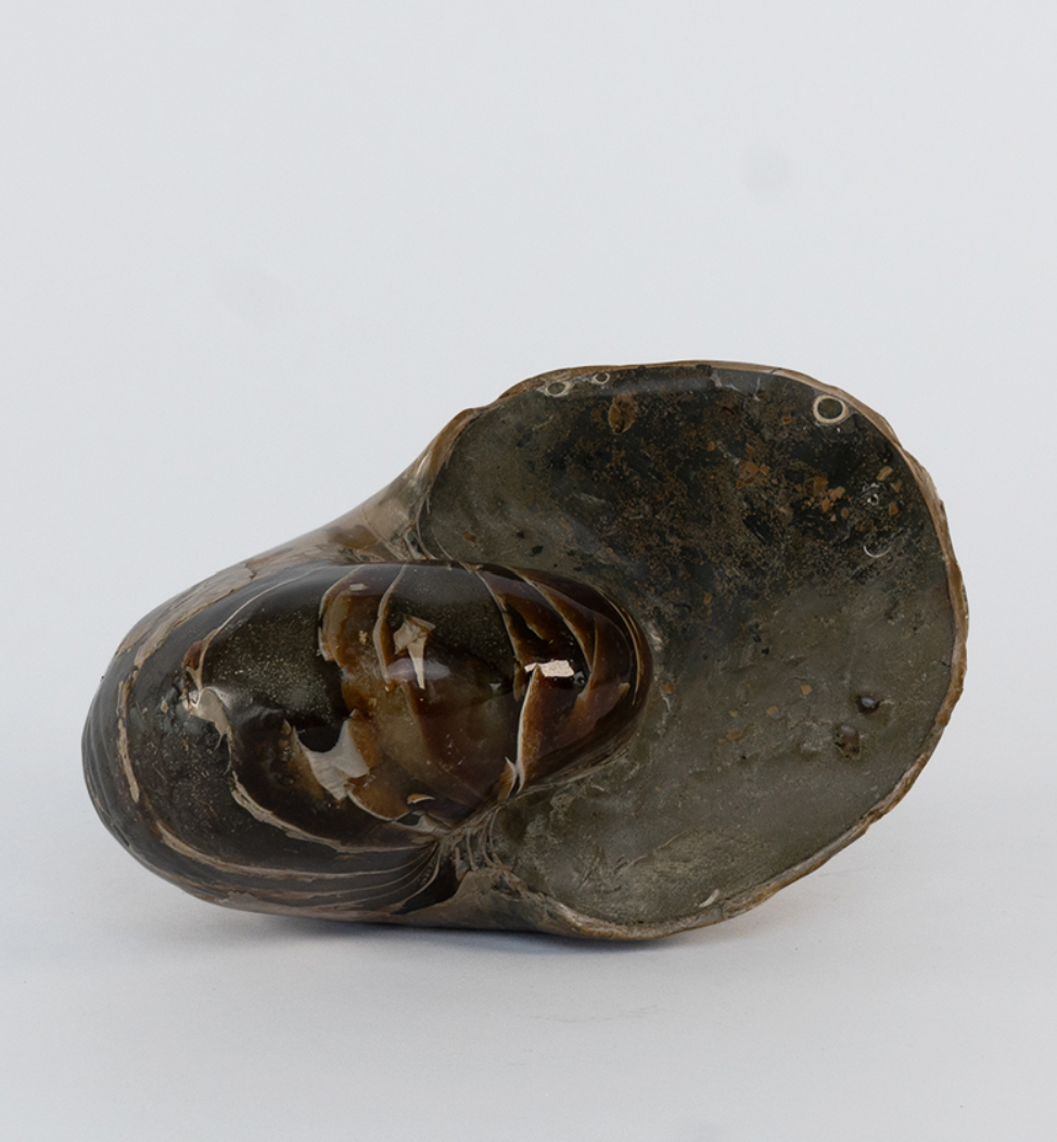 Caramel Beige Ammonite