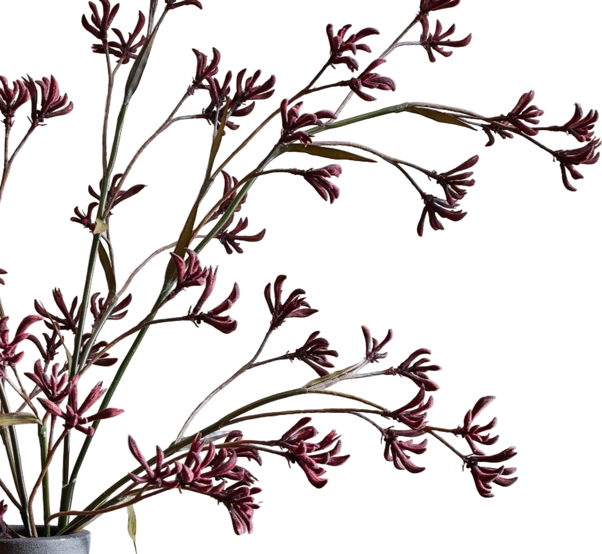 Burgandy Kangaroo Branch