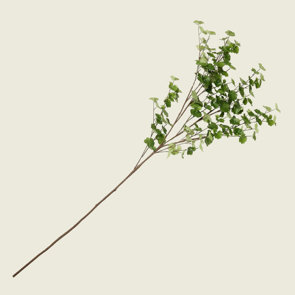 Japanese leaf Branches