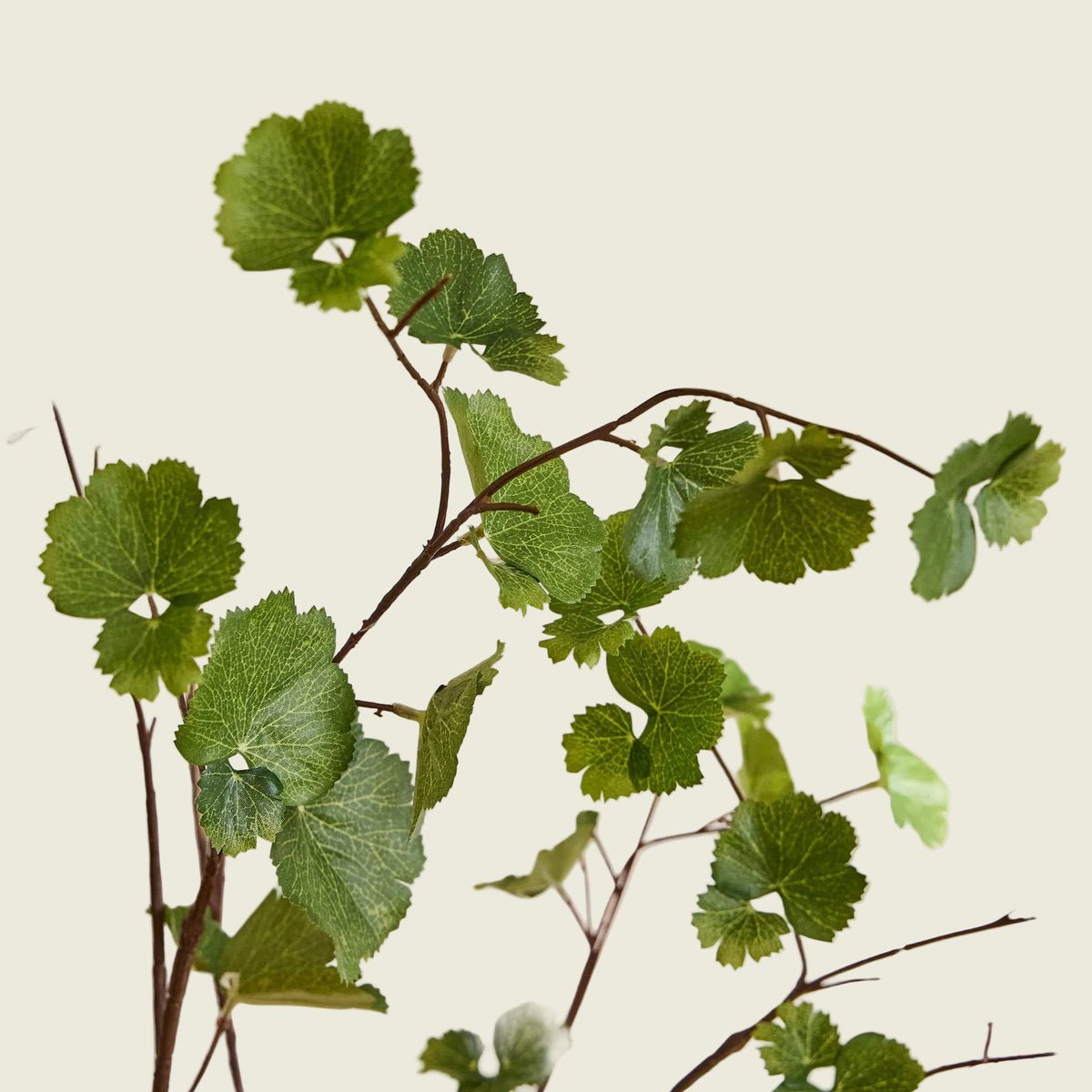 Japanese leaf Branches