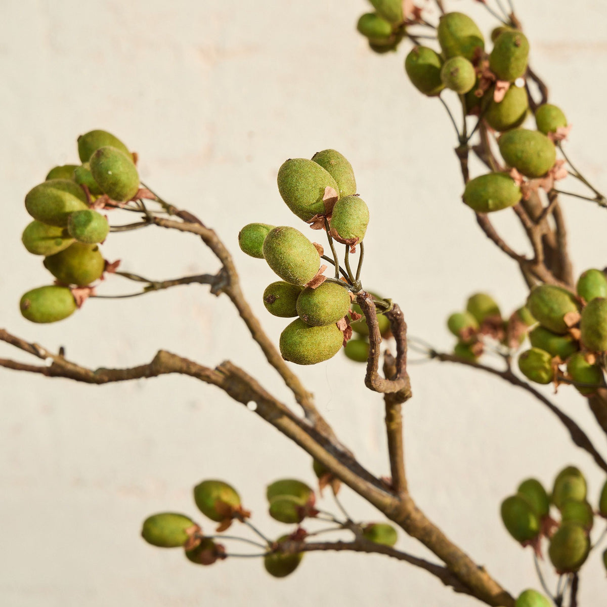 Faux Kiwi Branch