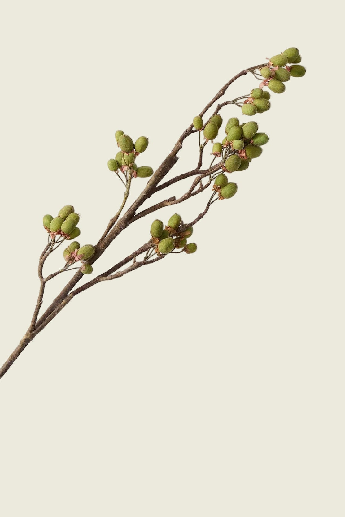 Faux Kiwi Branch