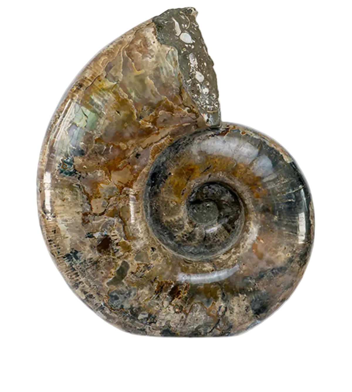 Titan Ammonite