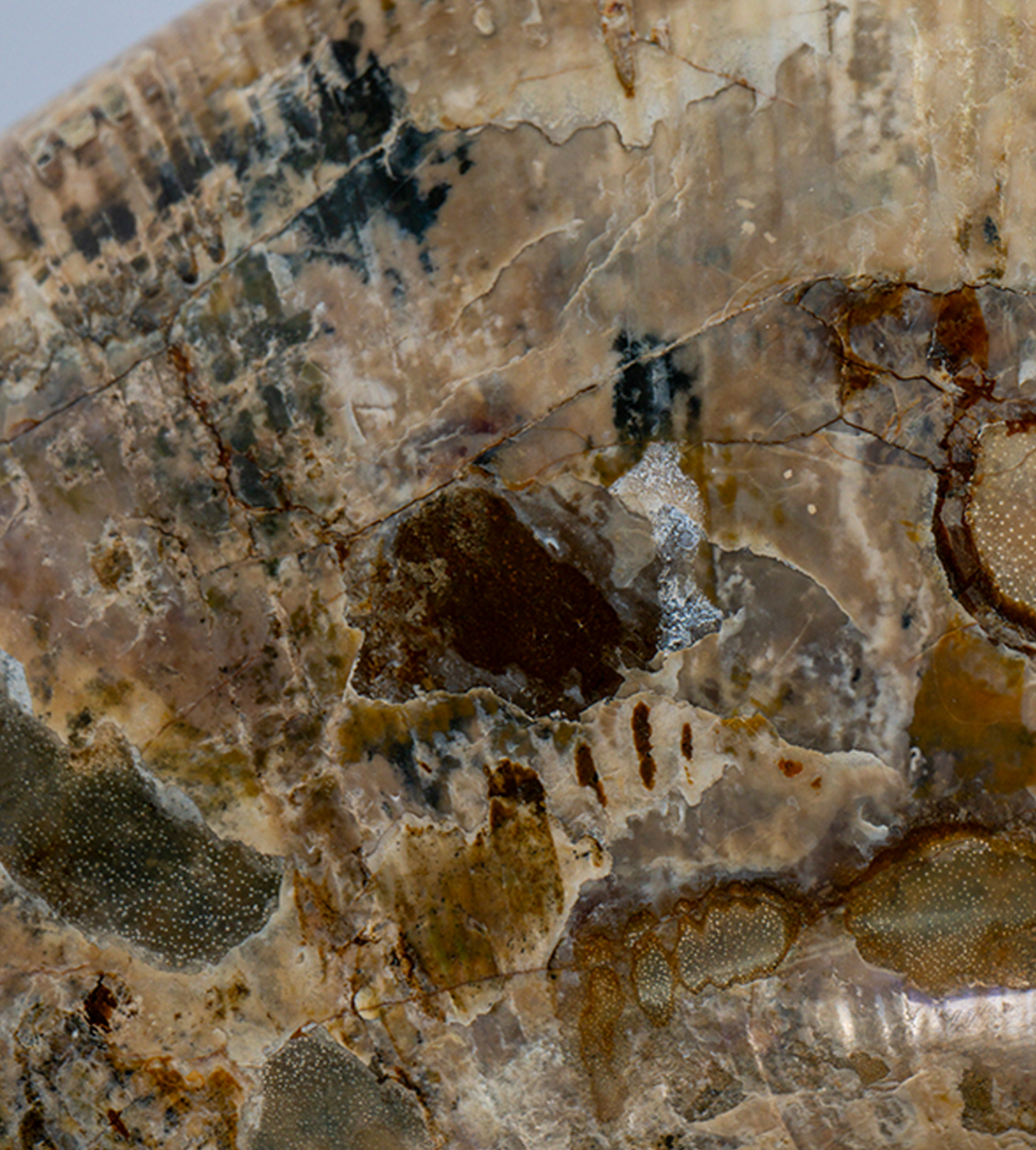 Titan Ammonite